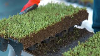 How To Install a Modular Green Roof [upl. by Eralc]