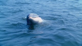 Descifran cómo se comunican los delfines  National Geographic España [upl. by Ahtel395]