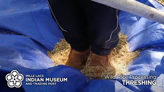 Wild Rice Processing Threshing [upl. by Harras]