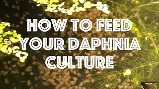 How To Feed Your Daphnia Culture [upl. by Nnylharas]