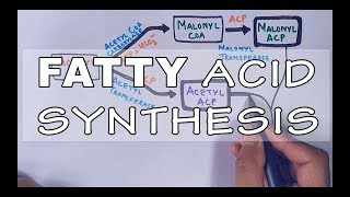 Fatty Acid Biosynthesis  Part II [upl. by Adnuhsed355]