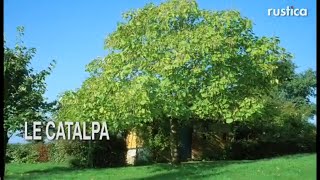 Le catalpa Catalpa bignonioides [upl. by Akelahs]