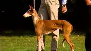 Ibizan Hound  AKC Dog Breed Series [upl. by Uhej]