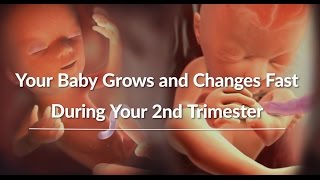 Your Growing Babys Changes Through the Second Trimester  WebMD [upl. by Ecnarretal]