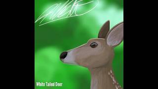 Infinite Painter White Tailed Deer 🦌 AW Illustration  Art 💙 [upl. by Harrod]