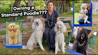 Owning a Standard Poodle  The Worlds most BEAUTIFUL Dog [upl. by Hailey]