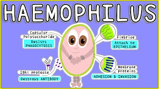 Haemophilus Microbiology Morphology Pathogenesis Diagnosis Treatment [upl. by Nirtiak]