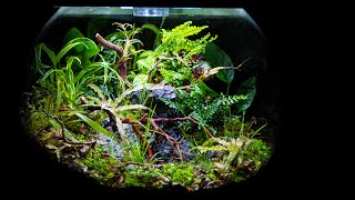 Waterfall Pond in a Terrarium biOrb AIR Redo [upl. by Anitirhc]