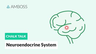 The Neuroendocrine System Regulatory Processes [upl. by Neryt]