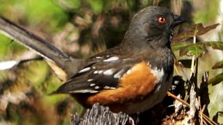 Spotted towhee Sound [upl. by Ailesor]