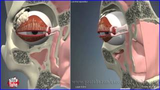 Nasolacrimal Lacrimal Duct  System  3D Human Anatomy  Organs [upl. by Annaeirb]