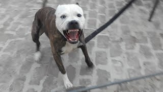 Pitbull Attack aggresive pitbull terrier Tiger [upl. by Acissej]