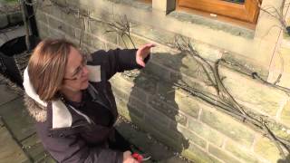 How to Winter Prune Wisteria [upl. by Warthman]