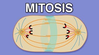 MITOSIS CYTOKINESIS AND THE CELL CYCLE [upl. by Rebane218]