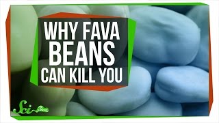 Why Fava Beans Can Kill You [upl. by Gould]