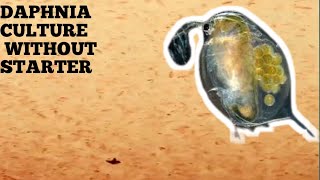 HOW TO CULTURE DAPHNIA NATURALLY WITHOUT A STARTER [upl. by Jenilee372]