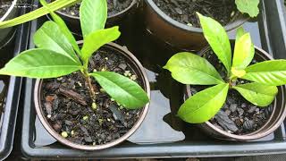 How To Propagate Gardenias The Easy Way [upl. by Jenifer372]