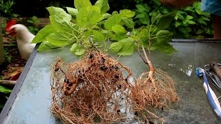 Catalpa Tree Bonsai June 2015 [upl. by Arok]