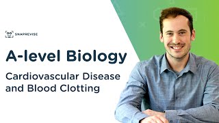 Cardiovascular Disease and Blood Clotting  Alevel Biology  OCR AQA Edexcel [upl. by Atekram]