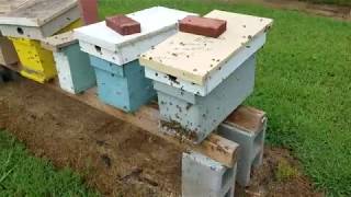 Tricking Honey Bees To Stop Robbing Beekeeping Tricks [upl. by Amle]