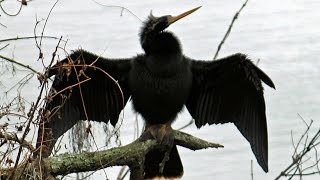 Anhinga SnakeBird Calls FYV [upl. by Jacky]