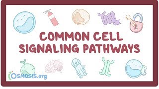 Common cell signaling pathway [upl. by Nnanaej728]