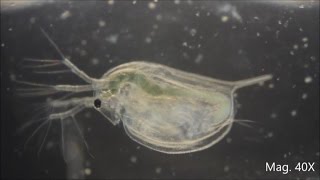 Daphnia magna under the Microscope [upl. by Ahcim]