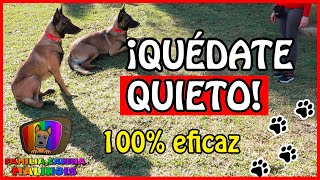 ENSEÑAR a un PERRO el QUIETO FÁCIL y EFECTIVO  Adiestramiento Canino en Obediencia [upl. by Verne]