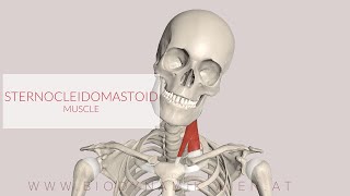 Sternocleidomastoid Muscle 3D Animation [upl. by Valonia]