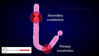 STRUCTURE OF CHROMOSOME [upl. by Wardlaw]