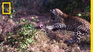 Leopards vs Python Snake  National Geographic [upl. by Sukey768]