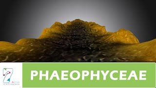 PHAEOPHYCEAE [upl. by Aytida]