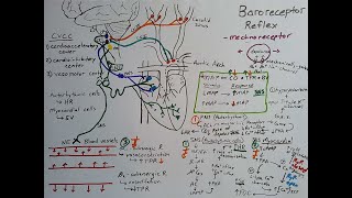 Baroreceptor Reflex [upl. by Imas]