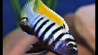 Cynotilapia Afra Jalo Reef [upl. by Rentsch]