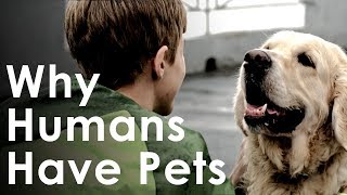 What Pets Teach Us About Life  Why Humans Like Having Pets [upl. by Pytlik]