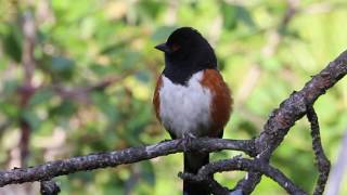 Spotted Towhee Singing A Song [upl. by Blaseio687]