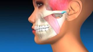 TMJ Explanation amp Therapy [upl. by Aeneg]