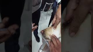 how to flush the nasolacrimal duct in dogs part 2 [upl. by Attikram461]