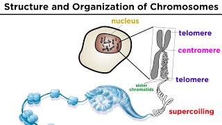 Chromosome Structure and Organization [upl. by Carolynn253]