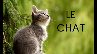 Le chat documentaire [upl. by Upshaw]