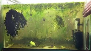 Scuds Daphnia Cherry Shrimp Copepods My aquatic food culture [upl. by Aiuqet]