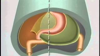 Embryological Development of GastroIntestinal Tract  ACLAND [upl. by Zerla]