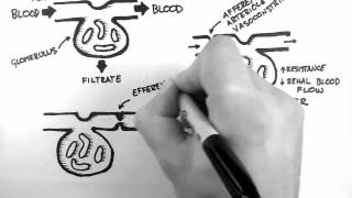 GFR 1  Control of GFR [upl. by Meridel]