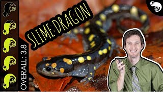 Spotted Salamander The Best Pet Amphibian [upl. by Fahy]