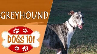 Dogs 101  GREYHOUND  Top Dog Facts About the GREYHOUND [upl. by Alletnahs]