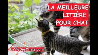 La litière pour chat recommandée 🐱 Le test [upl. by Ahsilahs790]