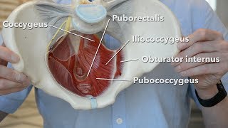 Pelvic floor muscles [upl. by Cindra]