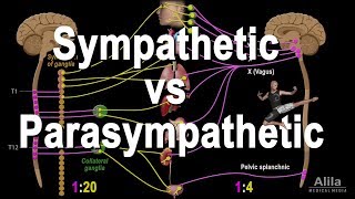 Autonomic Nervous System Sympathetic vs Parasympathetic Animation [upl. by Airitak]