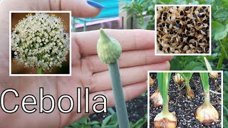 Como cultivar cebolla en casa [upl. by Garda]