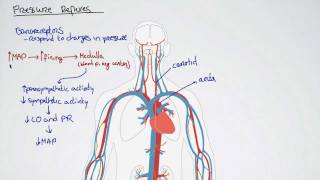 Pressure Reflexes and Mean Arterial Pressure [upl. by Agostino]